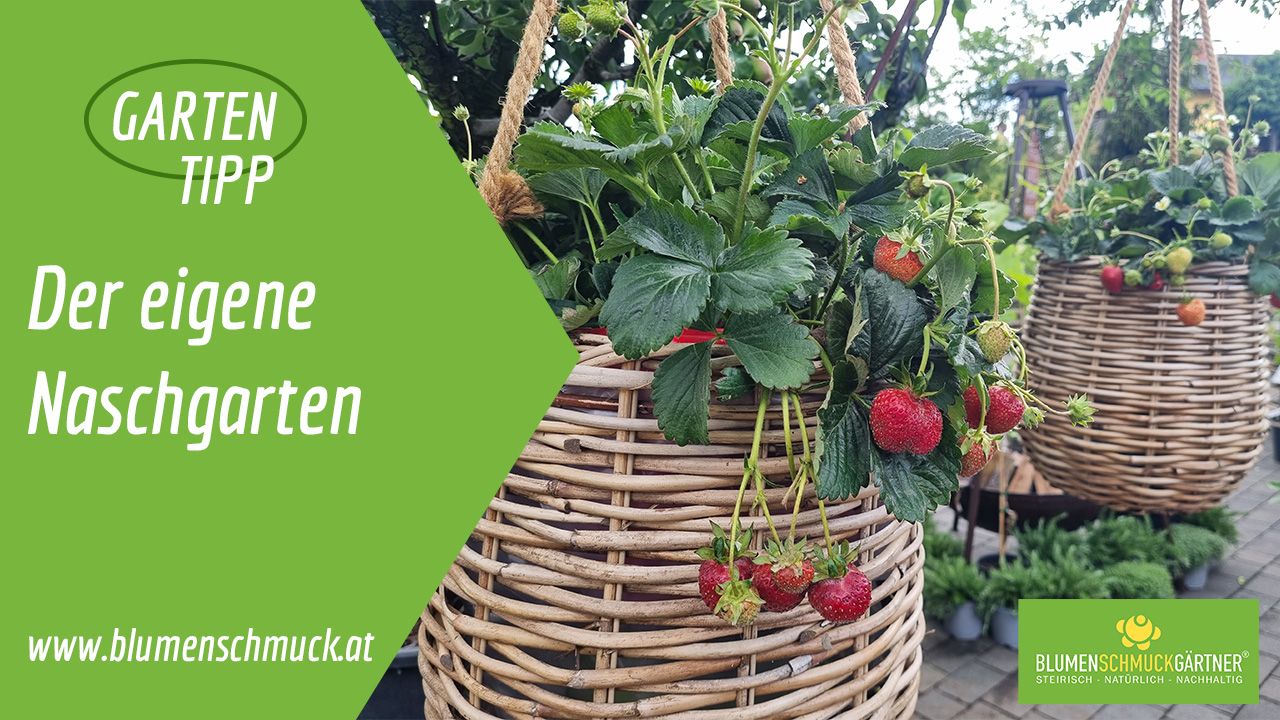 Klicken Sie auf das Bild um zum Video zu gelangen!