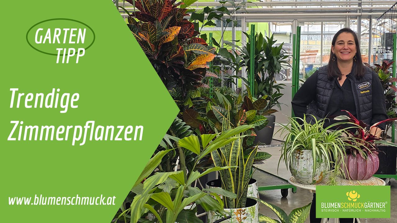 Klicken Sie auf das Bild um zum Video zu gelangen!