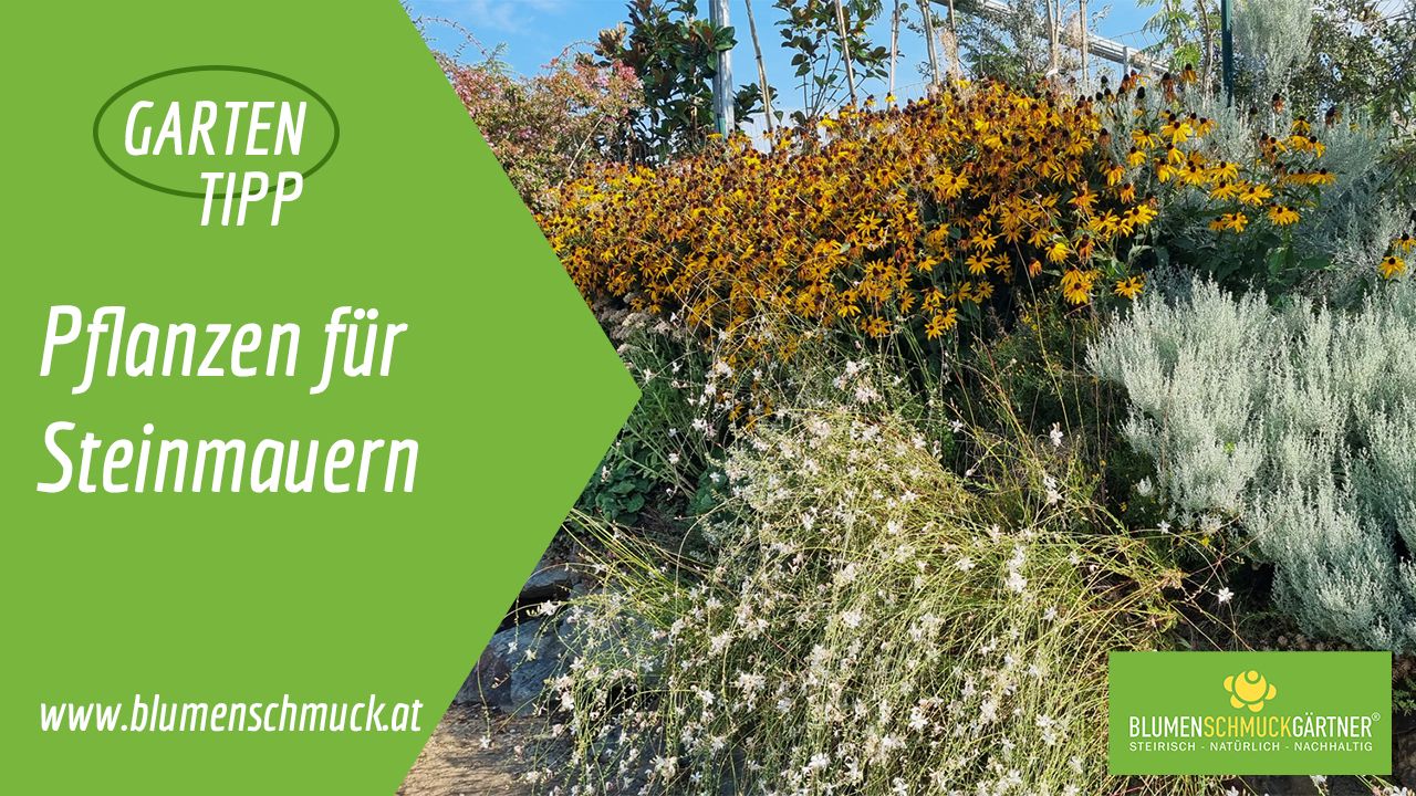Klicken Sie auf das Bild um zum Video zu gelangen!